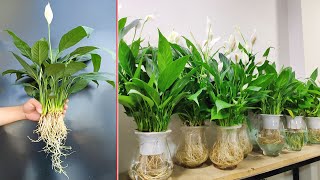 The simplest method growing aquatic orchids absorbing harmful gases In air [upl. by Adnahsat420]