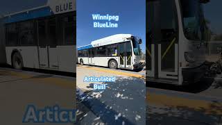 Winnipeg Blue Line Articulated Bus BusBoyKayden bus busstop busstand busboyk [upl. by Balling]