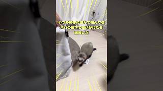 パパの靴下で追いかけたら爆笑したferret かわい かわいい 癒される 可愛い おもしろ ペット animals フェレット [upl. by Atiran]