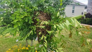 Honey Bee Swarm Retrieval [upl. by Aloisia]