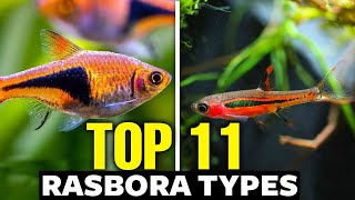 The 11 Best Types of Rasboras 🐟 [upl. by Greenman]