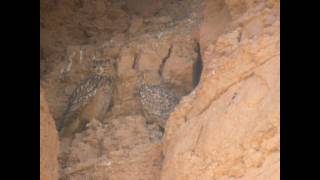 Pharaoh Eagle Owl GrandDuc du désert Bubo ascalaphus [upl. by Doak611]