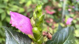 Turtlehead Plant Profile [upl. by Hildegard]