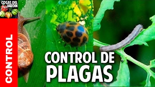 Cómo ganarle a las plagas  tienes que ver este video controldeplagascdj [upl. by Irroc647]