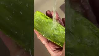 Viral instant Glowing Face Pack  Aloe Vera for Glowing Skin shorts aloevera [upl. by Nnywg830]