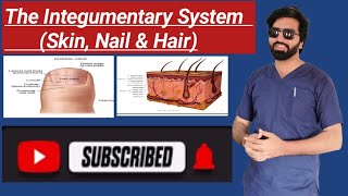 The Integumentary System Skin Nail amp Hair part 2 [upl. by Sidman768]