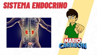 Sistema Endocrino 🧠 [upl. by Torres]