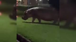 INSOLITE  Un Hippopotame aperçu à la cité du fleuve [upl. by Lebasy601]