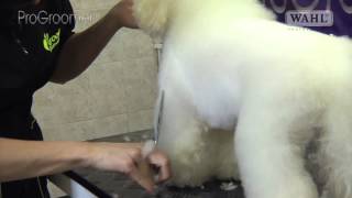 Grooming Guide  Bichon Frisé Pet or Salon Trim  Pro Groomer [upl. by Ennirac12]