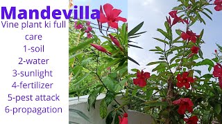 Mandevilla plant care mandevilla vineBrazilian jasmine plant care [upl. by Blackwell]