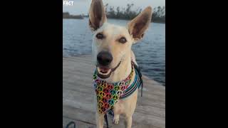 street dog पालने के 5 सबसे बड़े फायदे।🦮🥹 Most lovely dog shorts dog streetdog [upl. by Ardnuasac]