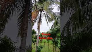 Barsat ki dhuncyclonedana cyclone song rain [upl. by Acinnor]