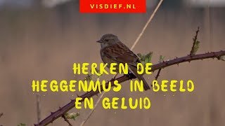 Herken de heggenmus in beeld en geluid [upl. by Ier]