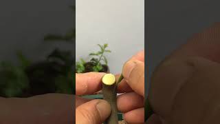 Best method and unique ideas for the grafting of fruit trees grafting plants garden tree​ [upl. by Judi]