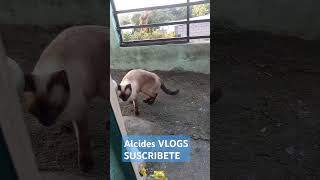 UNA VICITA GATUNA viral fauna nacional san salvador elsalvador [upl. by Llecrup]