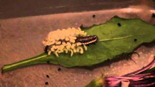 Parasitic wasp larvae emerge from caterpillar [upl. by Yattirb494]