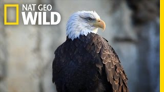 Bald Eagle Feeding Frenzy  United States of Animals [upl. by Miriam]