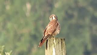 2024 O American Kestrel Kent Wa 0207162 [upl. by Aisirtap]