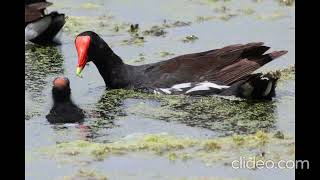 Common Gallinule Gallinula galeata [upl. by Ymij522]