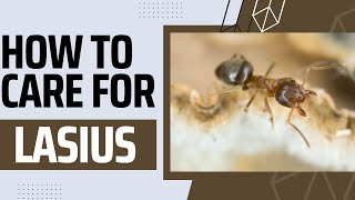 How To Keep Lasius AmericanusNiger [upl. by Gino472]