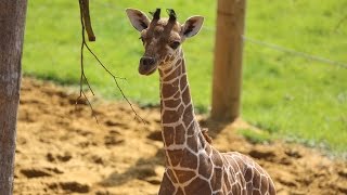 Baby giraffe gives its mum the run around [upl. by Cressi]