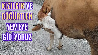 Böğürtle ve Kızılcık Yemeye Gidiyoruz Etrafta Başıboş Hayvanlara Denk Geliyoruz [upl. by Allenotna]