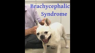 Brachycephalic syndrome explained well Or why does my dog snore and how can I help [upl. by Anibas]