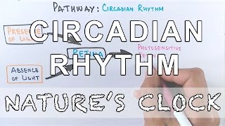 Circadian Rhythm  Pathway of Biological Clock [upl. by Raclima]