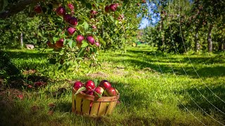 Le gel du printemps menace la saison des pommes au Québec [upl. by Ahsemat981]