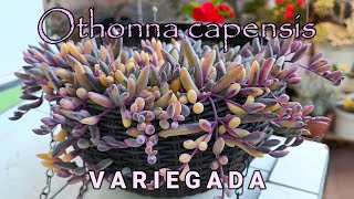 OTHONNA CAPENSIS VARIEGATA suculentas jardin [upl. by Stacy]