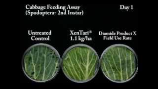 XenTari® Cabbage Leaf Feeding Assay [upl. by Anaibib484]