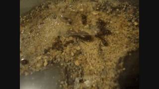 Camponotus noveboracensis colony in a Black Habitat Nest HD [upl. by Nwahsor961]