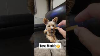 Yorkie Terrier obsessed with his bully stick 😁 trending funny video youtubeshorts cute puppy [upl. by Negyam]