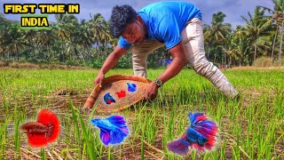 Catching betta fish in the wild 😮Tamil JENISH KJ [upl. by Thirzia]