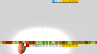 Sequencing DNA RNA Nucleics Acids Secuenciacion ADN acidos nucleicos [upl. by Natiha]