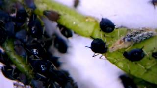 Aphid plant lice blackflies colony under microscope  Blattlauskolonie unterm Mikroskop [upl. by Krefetz]