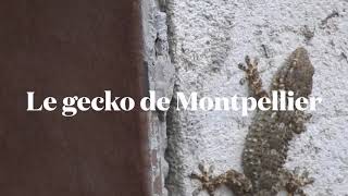 Le gecko de Montpellier ou Tarente de Maurétanie [upl. by Peta]