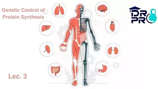 علم الفسلجة المحاضرة الثالثة quotGenetic Control Of Protein Synthesises” [upl. by Gertrud]