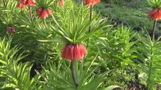 Магия цветов Фритиллярия  Рябчик императорский Fritillaria imperialis [upl. by Aranaj]