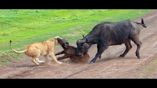 Lions hunting a buffalo Serengeti NP Tanzania [upl. by Fadden686]