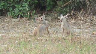 Wildlife of my village Bihar India The Bengal fox Vulpes bengalensis [upl. by Ayokal]