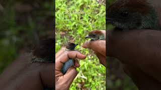 Lesser Antillean Tanager  A bird in the Hand birds shorts nature [upl. by Fleur379]