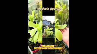 Pinguicula gigantea the biggest butterwort in the world plants garden terrarium biology nature [upl. by Fiore847]