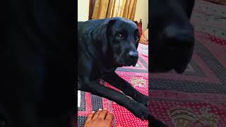 Khoobsurat ❤️ 🐶🧿 1kprince travel nofilter princeincanadavlogs love pets shorts india life [upl. by Bathsheeb]