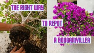 How to repot a bougainvillea  The right way to repot a bougainvillea  Bougainvillea repotting [upl. by Sirob]