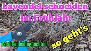 Jetzt Lavendel schneiden im Frühjahr und so wirds richtig gemacht Für eine schöne Lavendelblüte [upl. by Jada]