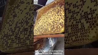 What Happens When You Extract Honey from Beehives the RIGHT Way [upl. by Eanrahc]