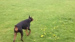 Zeus the Doberman Pinscher stalking Nyla [upl. by Innos]