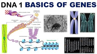 Basics of Genetics  Chromatin  Chromatid  Chromonema  Chromomere  Heterochromatin  Euchromatin [upl. by Geller590]