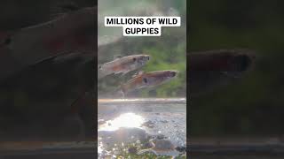 Millions of Wild Guppies in a Canal [upl. by Aelhsa]